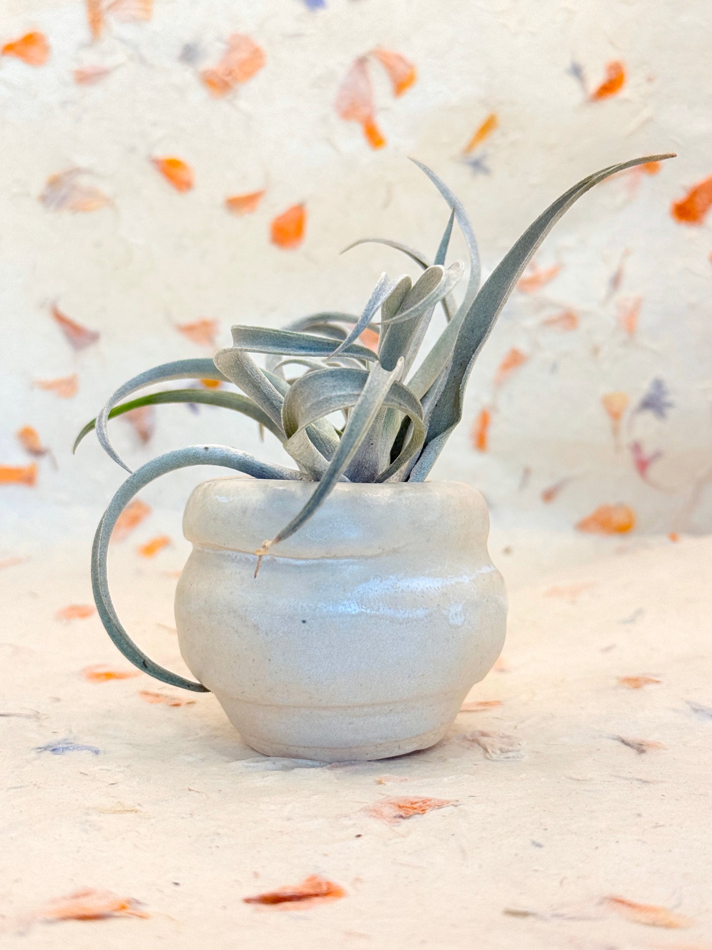 Small White Ceramic Air Plant Vessel – Handmade Pottery