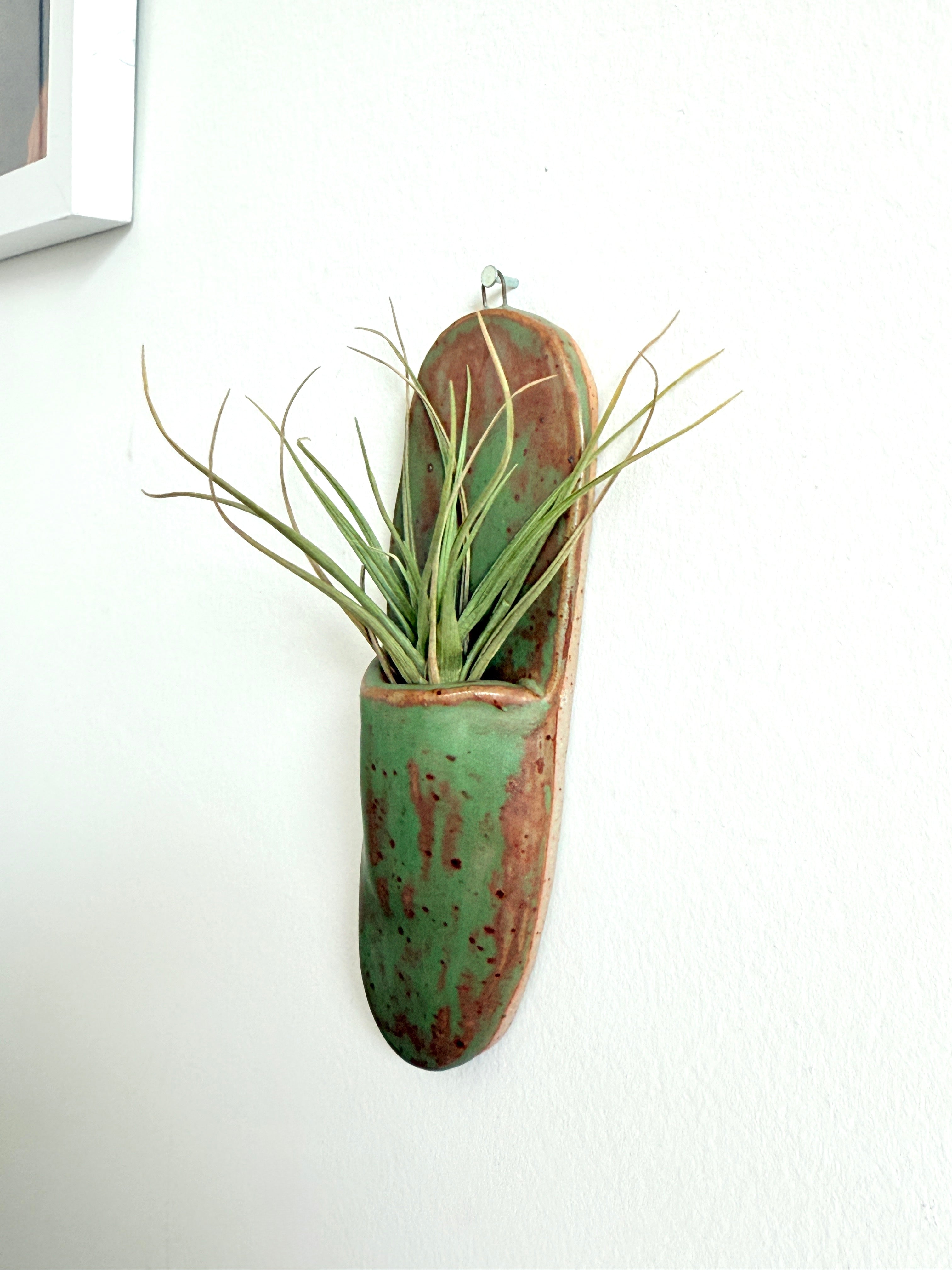 Bunzy speckled green ceramic wall hanger handmade from stoneware holding an air plant.
