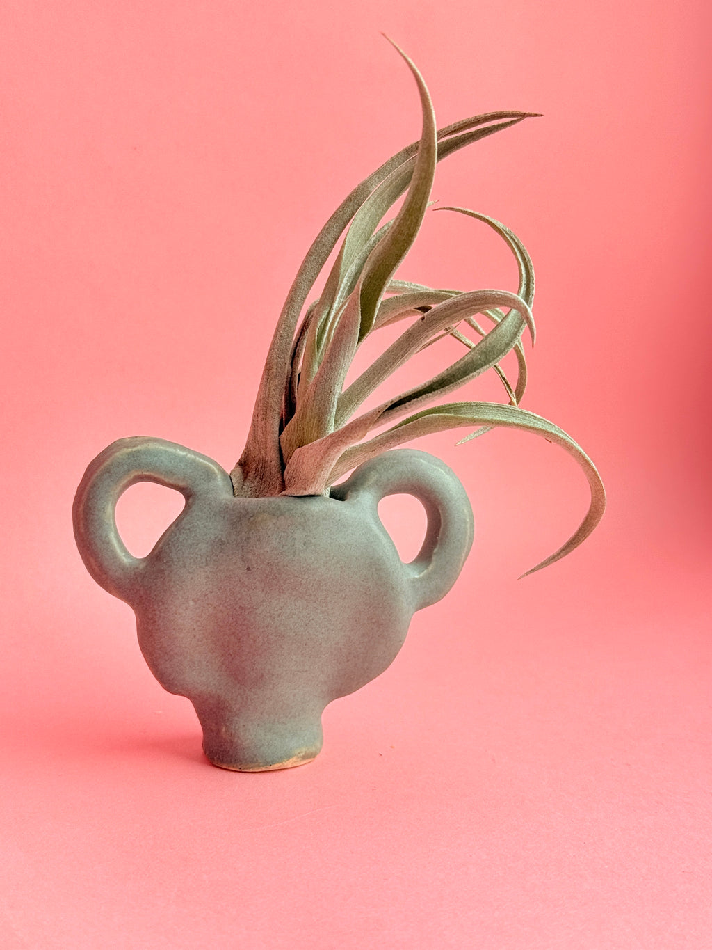 Ceramic vase with plant on a pink background by Bunzy NYC
