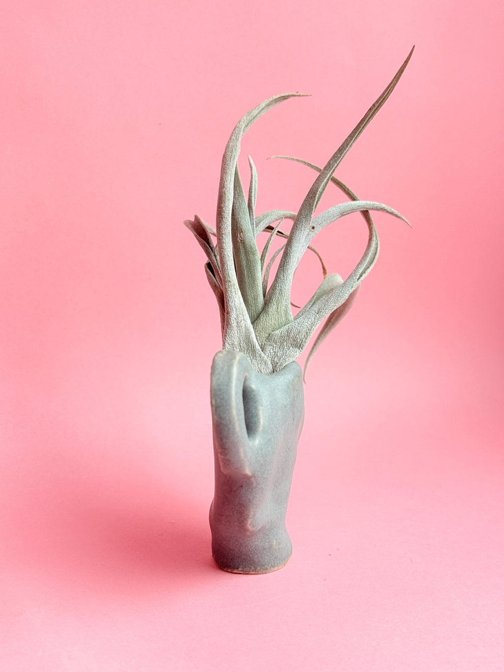 Side profile Ceramic vase with air plant on a pink background made by Bunzy