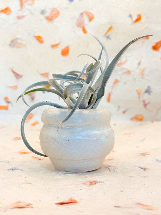 Small White Ceramic Air Plant Vessel – Handmade Pottery