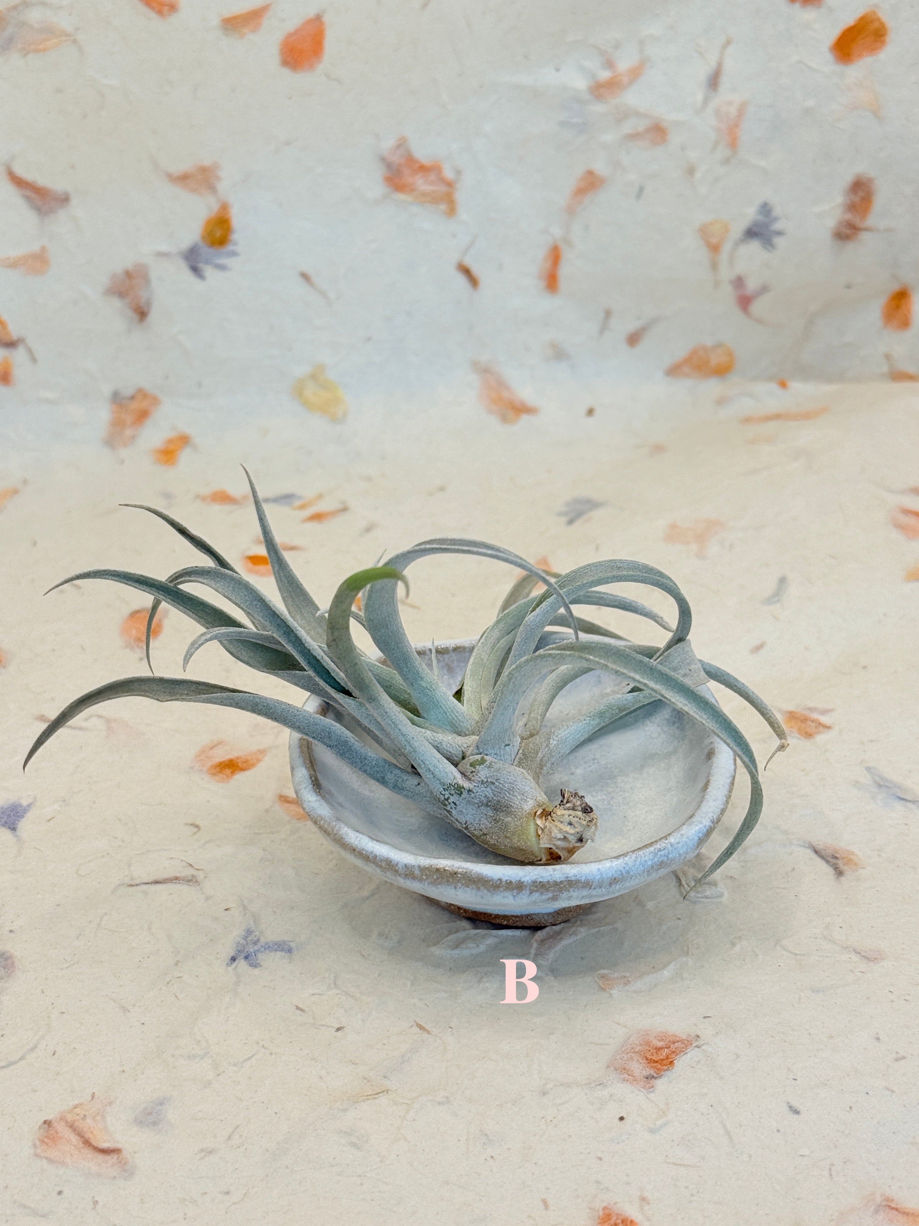 White Ceramic Trinket Tray – Handmade Minimalist Dish by Bunzy