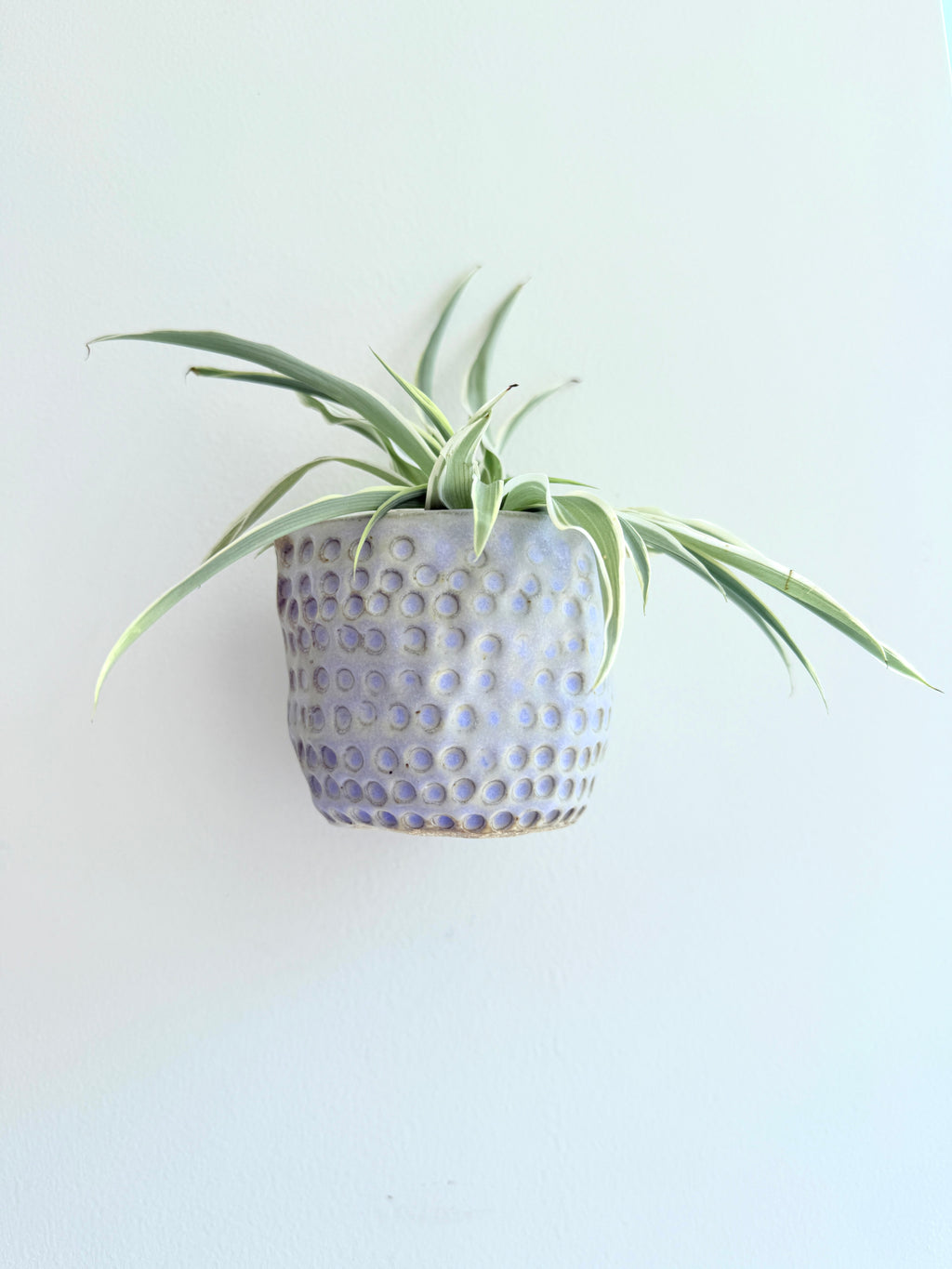 Decorative pot with a plant on a light blue background