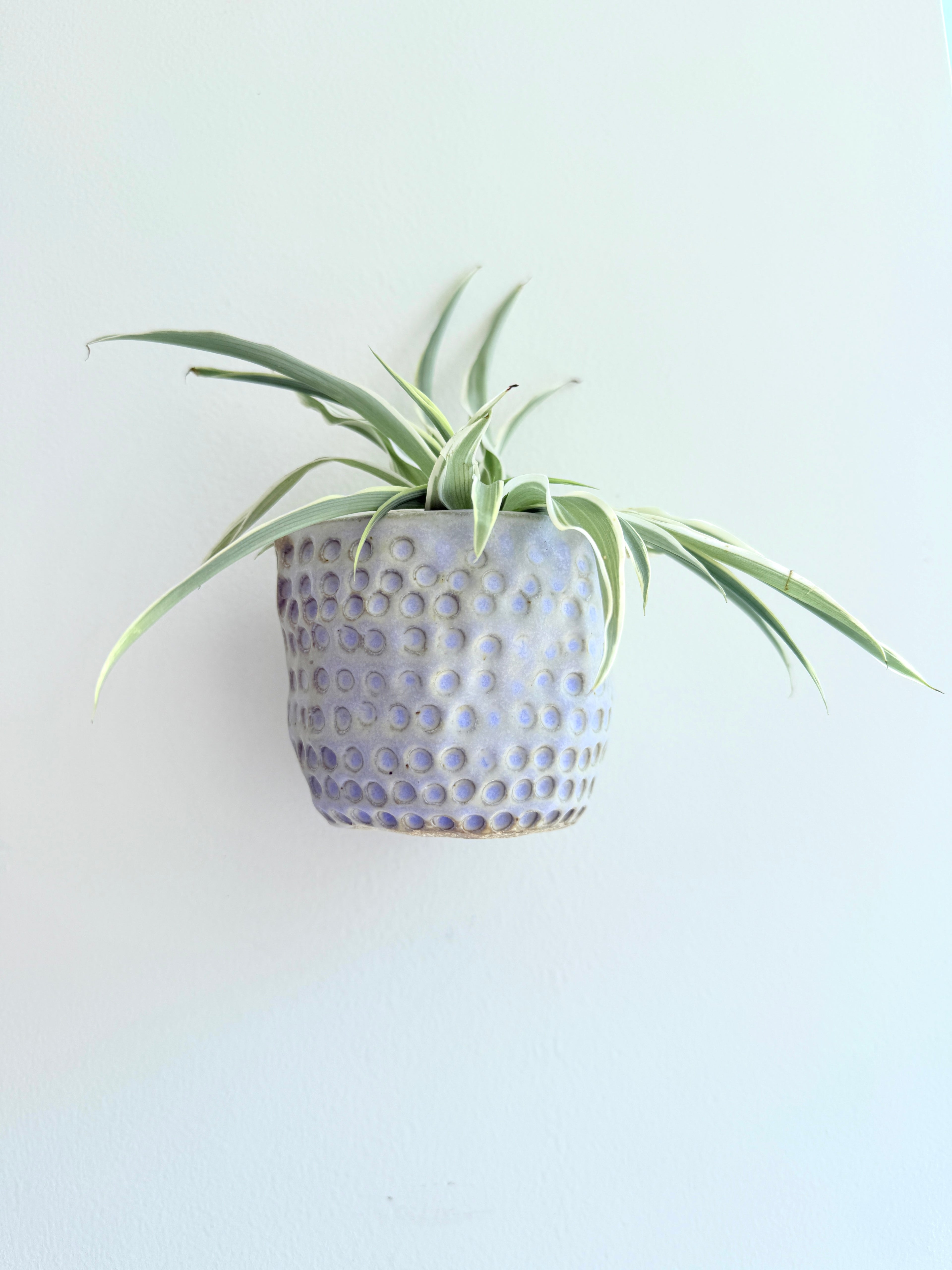 Decorative pot with a plant on a light blue background
