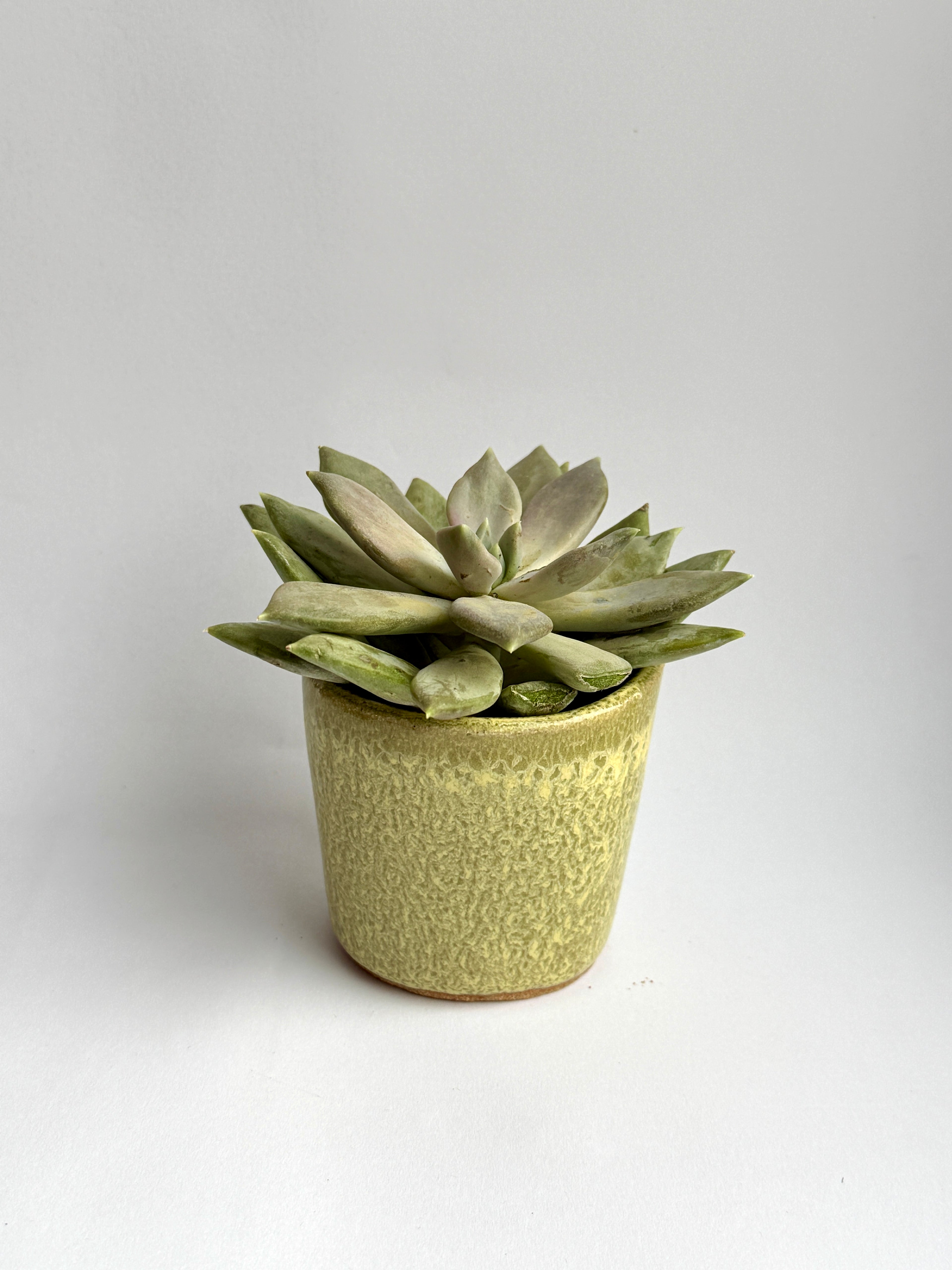 Handmade Ceramic Cup – Small Green Stoneware Drinking Cup or Mini Plant Holder